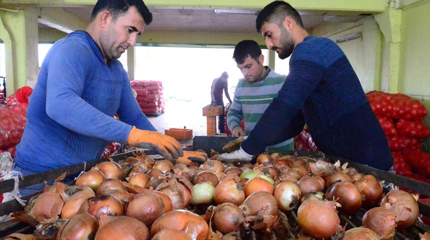  "Spekülatörlerin soğandaki fiyat oyunu bozuldu"