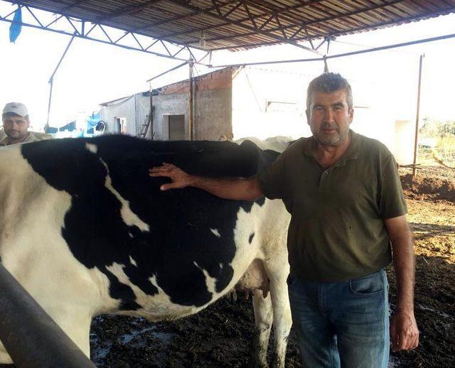 Aydın'da süt üreticileri dertli