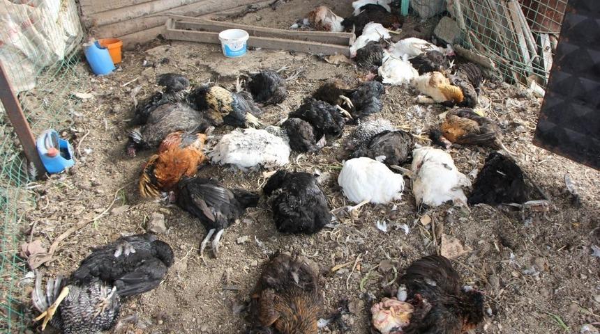 K&uuml;mese giren k&ouml;pek 34 tavuğu telef etti