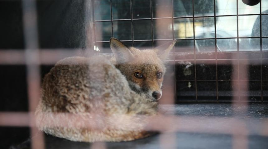 K&uuml;mese giren tilki, belediye ekiplerinden ka&ccedil;amadı