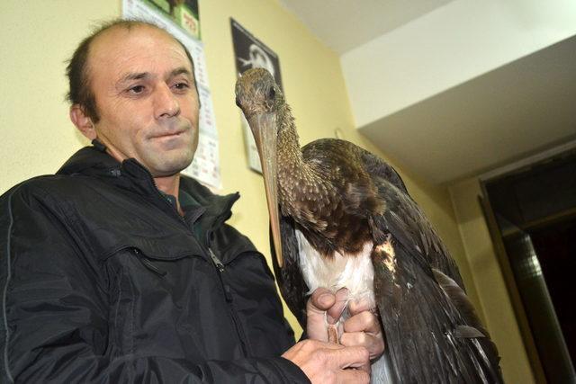 Yaralı halde bulunan Kara leylek tedavi altına alındı