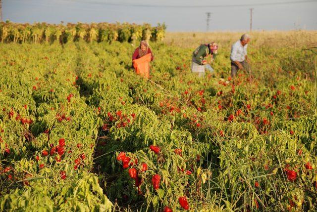 Adıyaman biberinde son hasat