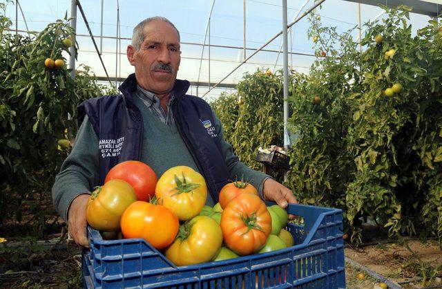 Bombus arısıyla ürettiği domateslerin her biri 1 kilo