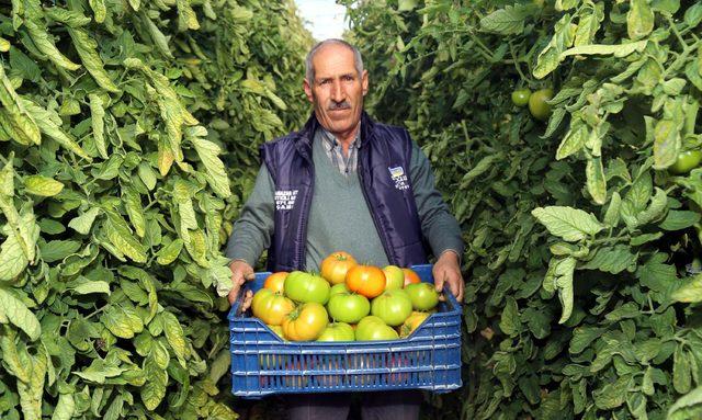 Bombus arısıyla ürettiği domateslerin her biri 1 kilo