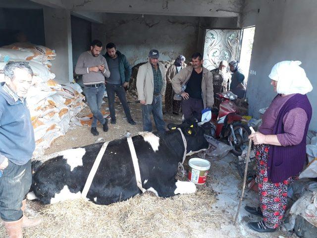 Hamile ineği dereden büyükşehir ekipleri kurtardı