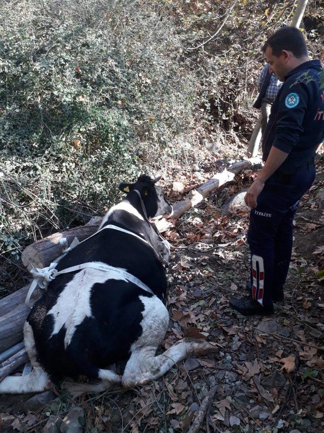 Hamile ineği dereden büyükşehir ekipleri kurtardı