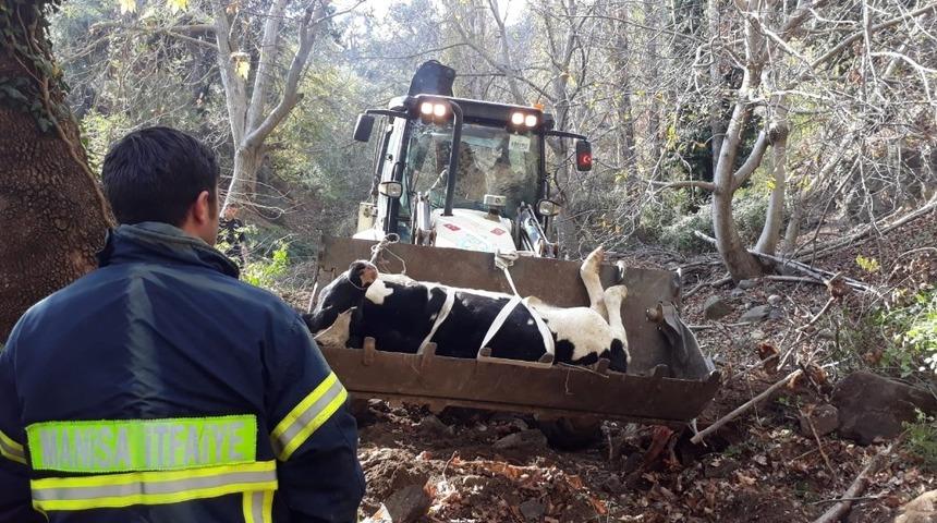 Hamile ineği dereden b&uuml;y&uuml;kşehir ekipleri kurtardı