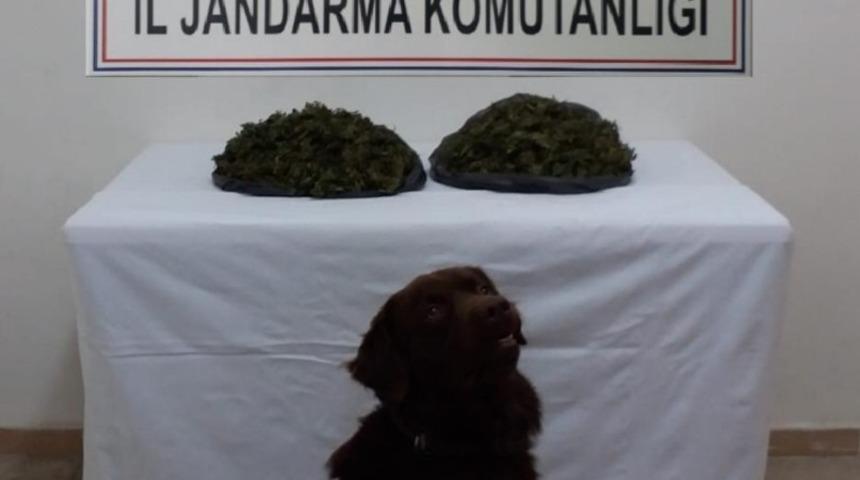 Jandarmanın narkotik k&ouml;peği &lsquo;&Ccedil;akıl&rsquo; uyuşturucu operasyonunda dedekt&ouml;r g&ouml;revinde