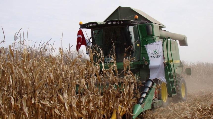 Altıntaş’ta danelik mısır tarla günü