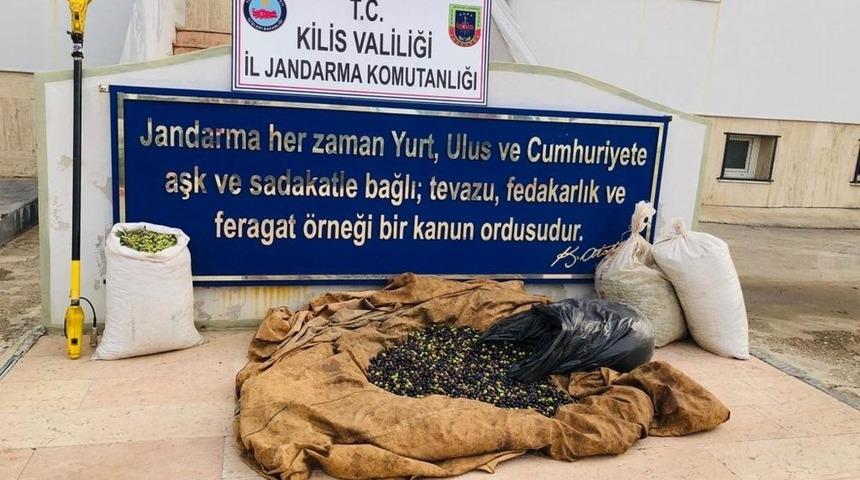 zeytin hırsızı yakalandı
