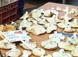  Aydın’da yağış olmayınca mantarın fiyatı tavan yaptı