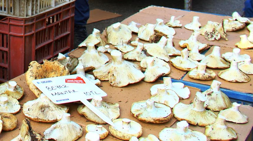  Aydın’da yağış olmayınca mantarın fiyatı tavan yaptı