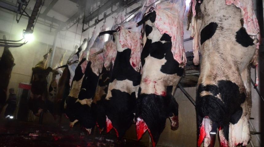 Et ve s&uuml;t kurumu Aksaray&rsquo;da hayvan kesimine başladı