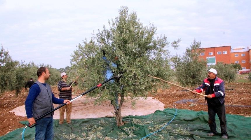 Kilis 7 Aralık &Uuml;niversitesi&rsquo;nde Zeytin Hasadı Başladı