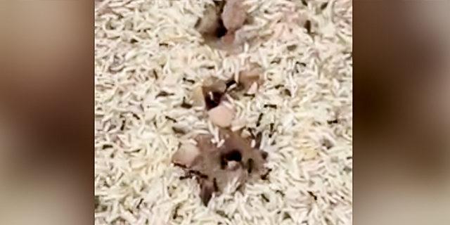 karınca yuvası pirinç