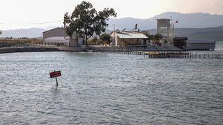 Karaya çıkarılması yasak olan balık Türkiye denizlerinde hızla çoğalıyor