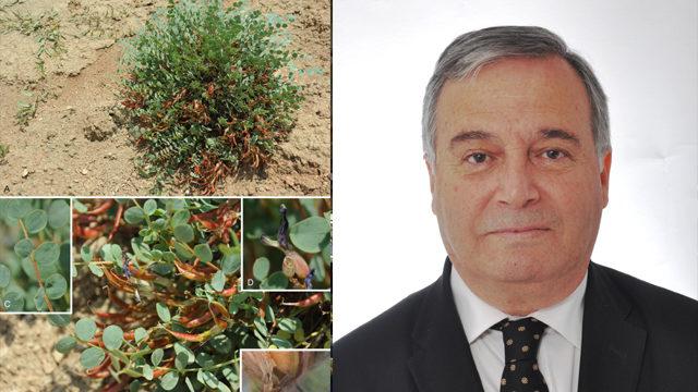 Yeni keşfedilen ‘Geven Otu’ türüne Prof. Dr. İhsan Çalış’ın ismi verildi