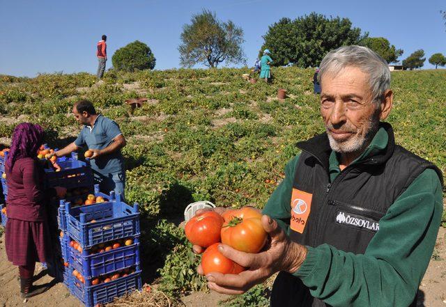 Güz domatesi üreticisinin bu yıl yüzü gülmedi