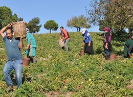 Güz domatesi üreticisinin bu yıl yüzü gülmedi