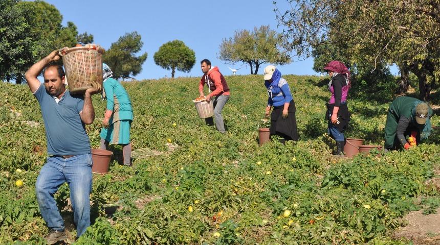 Güz domatesi üreticisinin bu yıl yüzü gülmedi