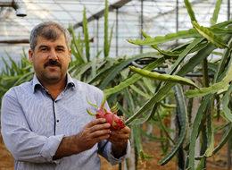 Domates ve biberden para kazanamayınca 'ejder meyvesi' işine girdi
