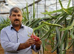 Domates ve biberden para kazanamayınca 'ejder meyvesi' işine girdi! 30 bin TL kazanç hedefliyor...