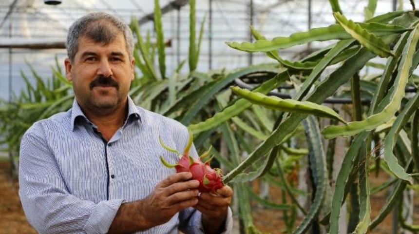 Domates ve biberden para kazanamayınca 'ejder meyvesi' işine girdi! 30 bin TL kazanç hedefliyor...