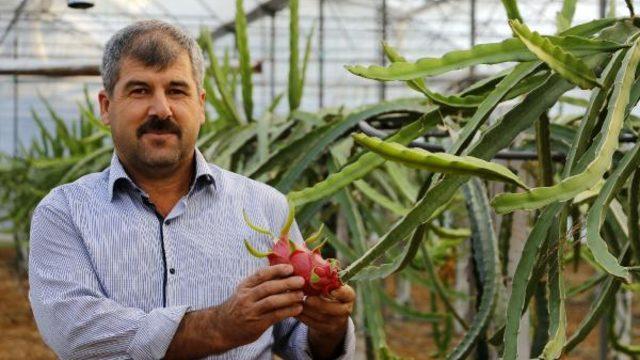 Domates ve biberden para kazanamayınca 'ejder meyvesi' işine girdi! 30 bin TL kazanç hedefliyor...