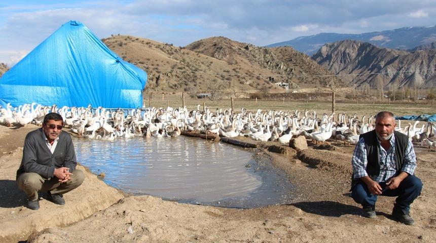 Emekli girişimciler kaz çiftliği kurdu