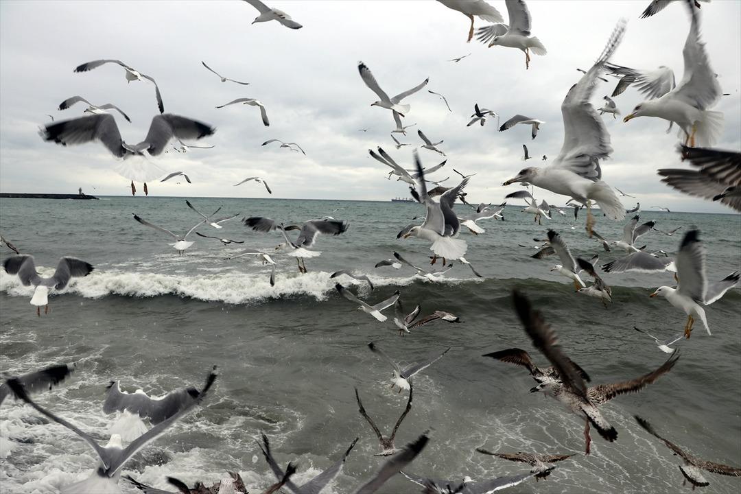 Marmara Denizi'nde ulaşıma poyraz engeli 