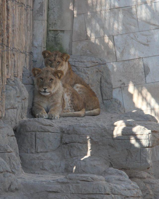Hayvanat bahçesinin maskotu ikiz aslanlar 1 yaşına girdi
