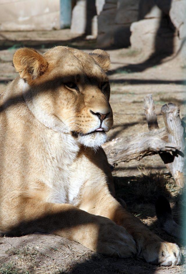 Hayvanat bahçesinin maskotu ikiz aslanlar 1 yaşına girdi
