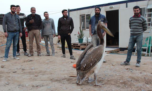 Bitkin ve yaralı pelikan, tedavisinin ardından doğaya bırakıldı