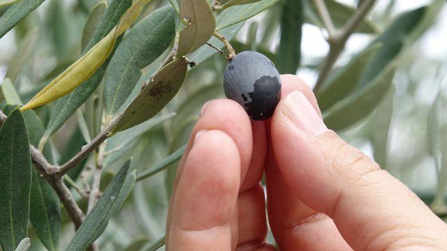 Edremit Körfezi'nde 'zeytin sineği' rekolteyi düşürdü