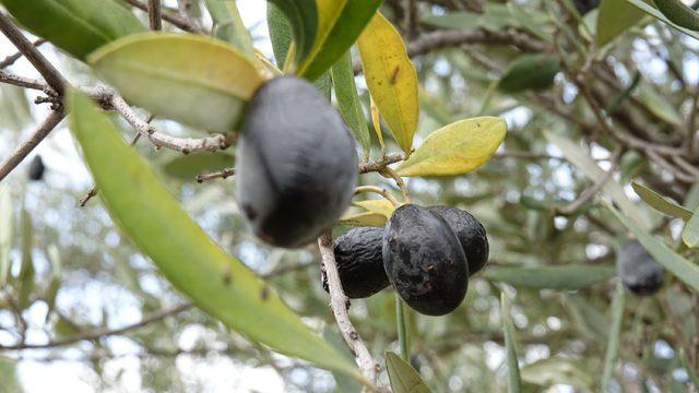 Edremit Körfezi'nde 'zeytin sineği' rekolteyi düşürdü