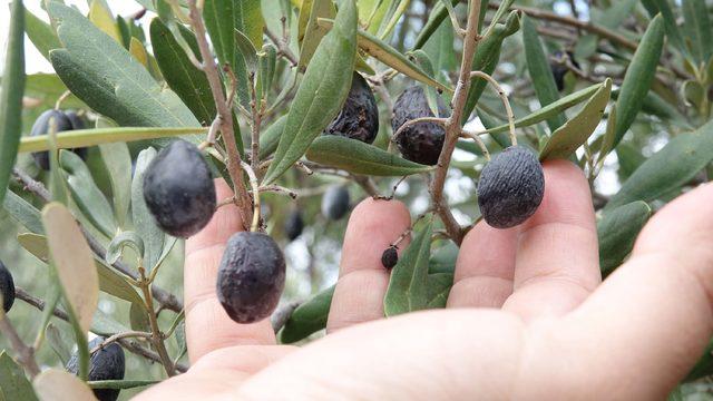 Edremit Körfezi'nde 'zeytin sineği' rekolteyi düşürdü