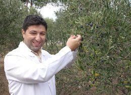 Edremit Körfezi'nde 'zeytin sineği' rekolteyi düşürdü