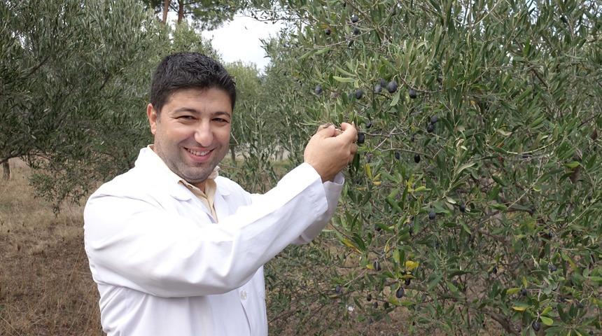 Edremit Körfezi'nde 'zeytin sineği' rekolteyi düşürdü