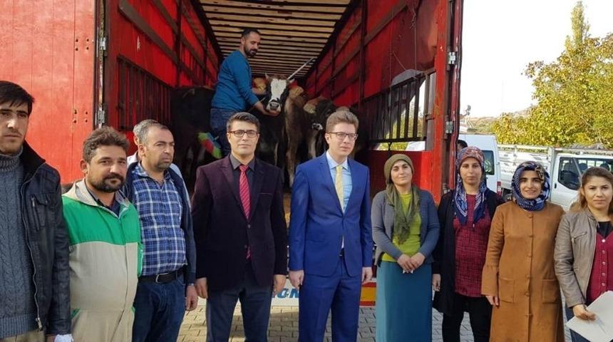 Gen&ccedil; &Ccedil;ift&ccedil;i Projesi ile b&uuml;y&uuml;kbaş hayvan dağıtıldı