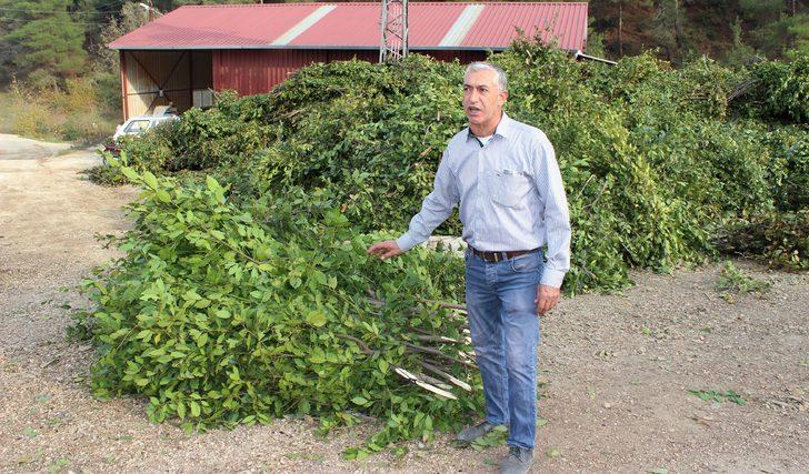 Defne yaprağı Türkiye'den dünyaya satılıyor G4