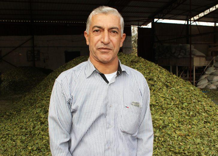 Defne yaprağı Türkiye'den dünyaya satılıyor G5