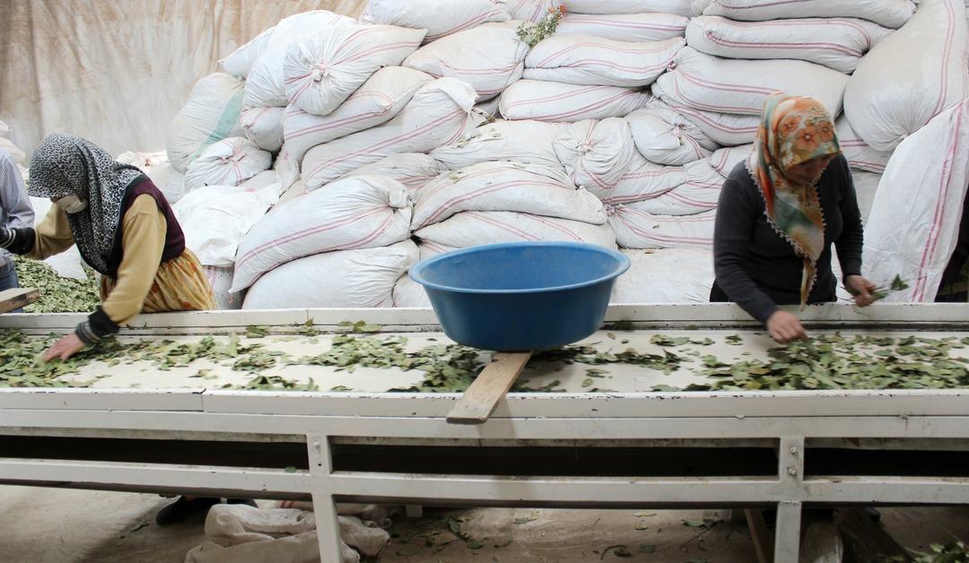 Defne yaprağı T&uuml;rkiye'den d&uuml;nyaya satılıyor