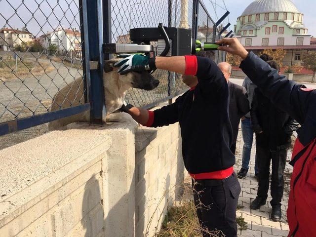 Demir korkuluklara sıkışan köpek kurtarıldı