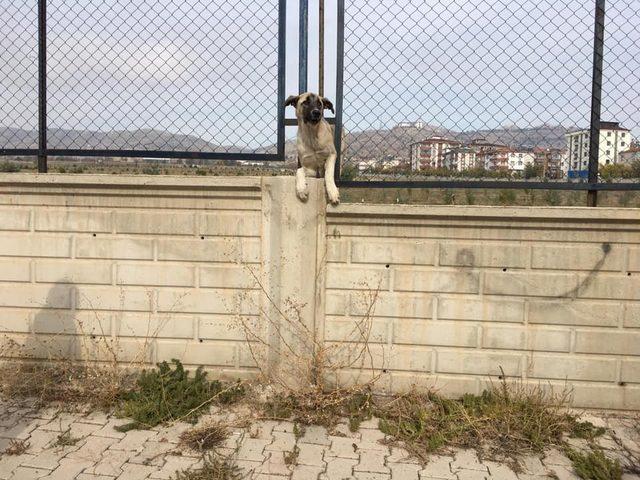 Demir korkuluklara sıkışan köpek kurtarıldı