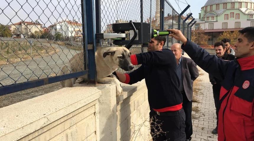 Demir korkuluklara sıkışan köpek kurtarıldı