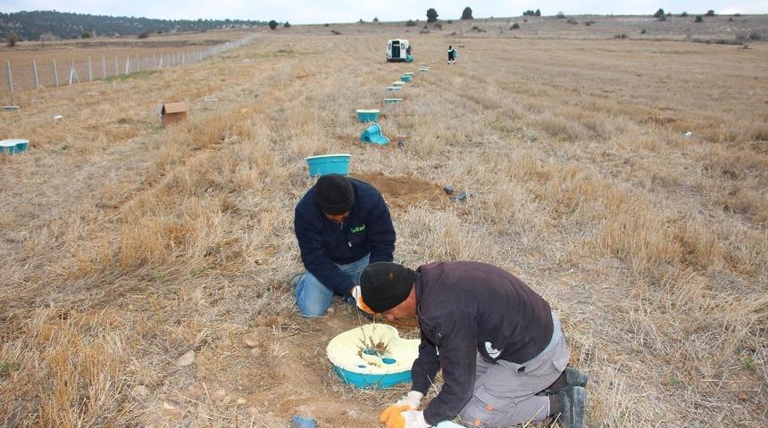 Beyşehir Belediyesi, ceviz ve fındık bah&ccedil;esi oluşturuyor