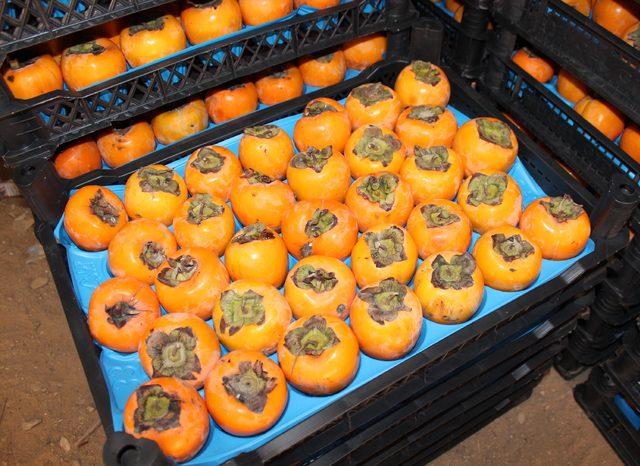 Cennet elmasını kurutarak 12 ton ihracat yaptı