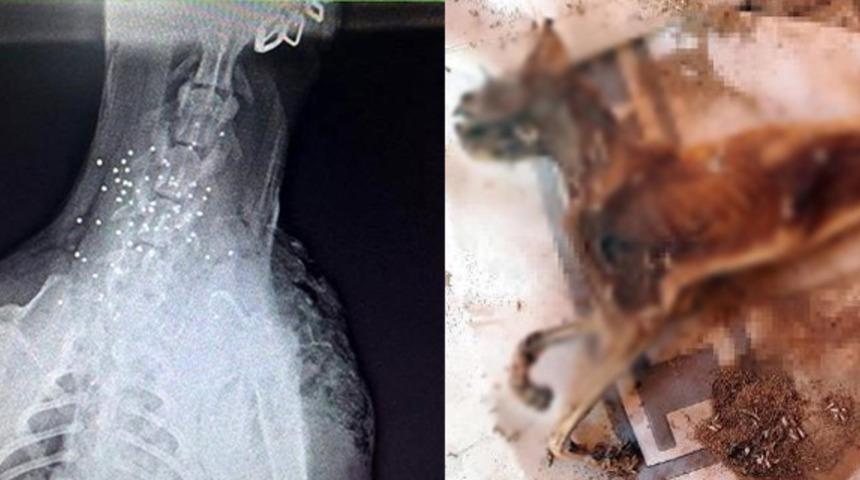 İki ilden vahşet haberleri! Kediyi yakıp, köpeği vurdular 