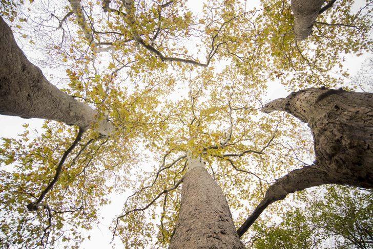 Tam 600 yıllık! Tescillenmesi için harekete geçildi G4