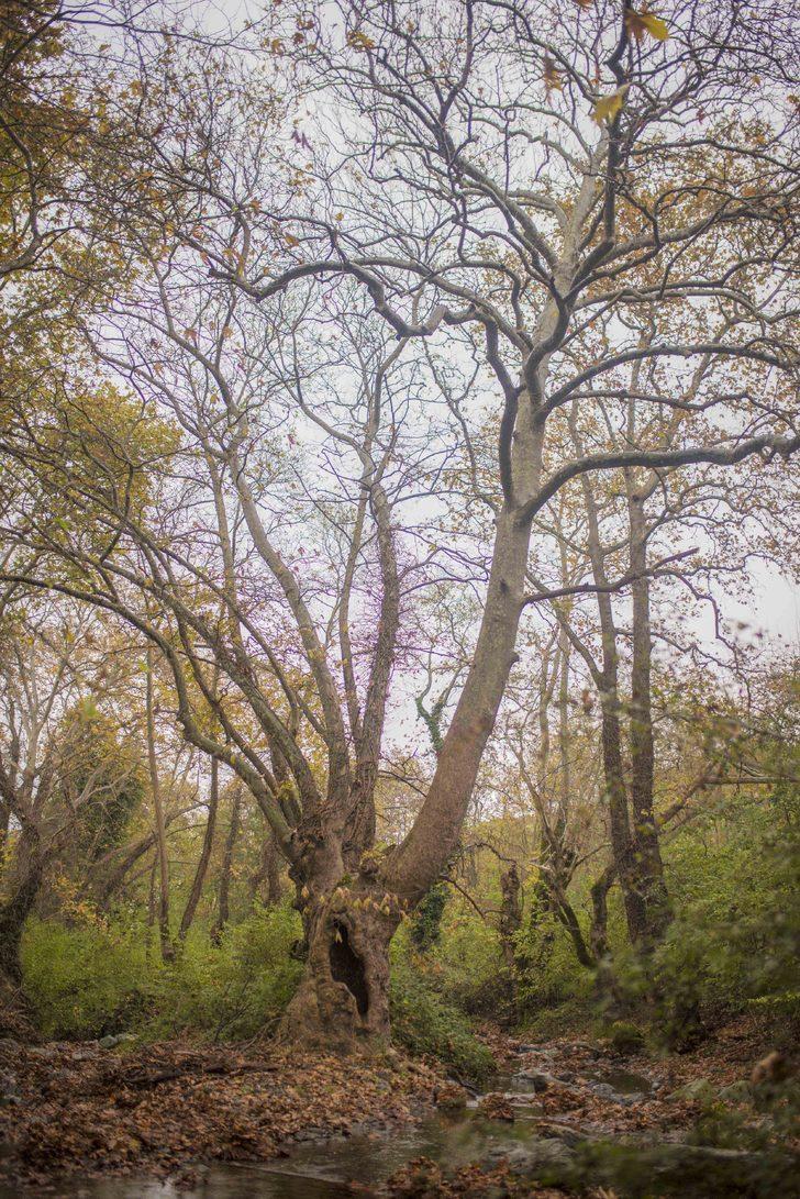 Tam 600 yıllık! Tescillenmesi için harekete geçildi G5